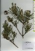  ( - TW026084)  @11 [ ] Copyright (2021) Unspecified Forestry and Forest Products Research Institute