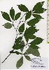  ( - TW026086)  @11 [ ] Copyright (2021) Unspecified Forestry and Forest Products Research Institute