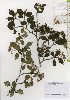  ( - TW026088)  @11 [ ] Copyright (2021) Unspecified Forestry and Forest Products Research Institute