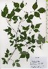  ( - TW026100)  @11 [ ] Copyright (2021) Unspecified Forestry and Forest Products Research Institute