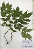 ( - TW026101)  @11 [ ] Copyright (2021) Unspecified Forestry and Forest Products Research Institute