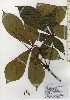  ( - TW026102)  @11 [ ] Copyright (2021) Unspecified Forestry and Forest Products Research Institute