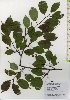  ( - TW026103)  @11 [ ] Copyright (2021) Unspecified Forestry and Forest Products Research Institute