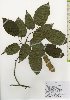  ( - TW026104)  @11 [ ] Copyright (2021) Unspecified Forestry and Forest Products Research Institute