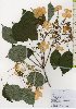  ( - TW026106)  @11 [ ] Copyright (2021) Unspecified Forestry and Forest Products Research Institute