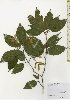  ( - TW026112)  @11 [ ] Copyright (2021) Unspecified Forestry and Forest Products Research Institute