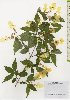  ( - TW026115)  @11 [ ] Copyright (2021) Unspecified Forestry and Forest Products Research Institute