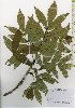  ( - TW026120)  @11 [ ] Copyright (2021) Unspecified Forestry and Forest Products Research Institute
