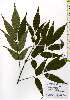  ( - TW026123)  @11 [ ] Copyright (2021) Unspecified Forestry and Forest Products Research Institute