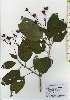  ( - TW026136)  @11 [ ] Copyright (2021) Unspecified Forestry and Forest Products Research Institute