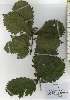  ( - TW026137)  @11 [ ] Copyright (2021) Unspecified Forestry and Forest Products Research Institute