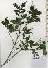  ( - TW026146)  @11 [ ] Copyright (2021) Unspecified Forestry and Forest Products Research Institute