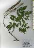  ( - TW026149)  @11 [ ] Copyright (2021) Unspecified Forestry and Forest Products Research Institute