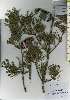  ( - TW026152)  @11 [ ] Copyright (2021) Unspecified Forestry and Forest Products Research Institute