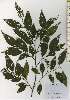  ( - TW026153)  @11 [ ] Copyright (2021) Unspecified Forestry and Forest Products Research Institute