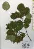  ( - TW026154)  @11 [ ] Copyright (2021) Unspecified Forestry and Forest Products Research Institute