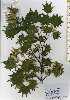  ( - TW026158)  @11 [ ] Copyright (2021) Unspecified Forestry and Forest Products Research Institute