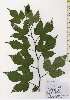  ( - TW026164)  @11 [ ] Copyright (2021) Unspecified Forestry and Forest Products Research Institute