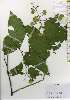  ( - TW026165)  @11 [ ] Copyright (2021) Unspecified Forestry and Forest Products Research Institute