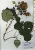  ( - TW026169)  @11 [ ] Copyright (2021) Unspecified Forestry and Forest Products Research Institute