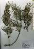  ( - TW026170)  @11 [ ] Copyright (2021) Unspecified Forestry and Forest Products Research Institute