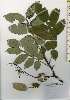  ( - TW026171)  @11 [ ] Copyright (2021) Unspecified Forestry and Forest Products Research Institute