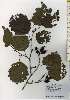  ( - TW026178)  @11 [ ] Copyright (2021) Unspecified Forestry and Forest Products Research Institute