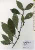  ( - TW026188)  @11 [ ] Copyright (2021) Unspecified Forestry and Forest Products Research Institute
