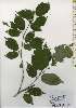  ( - TW026189)  @11 [ ] Copyright (2021) Unspecified Forestry and Forest Products Research Institute