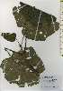  ( - TW026190)  @11 [ ] Copyright (2021) Unspecified Forestry and Forest Products Research Institute