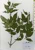  ( - TW026193)  @11 [ ] Copyright (2021) Unspecified Forestry and Forest Products Research Institute