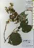  ( - TW026208)  @11 [ ] Copyright (2021) Unspecified Forestry and Forest Products Research Institute