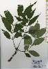  ( - TW026214)  @11 [ ] Copyright (2021) Unspecified Forestry and Forest Products Research Institute