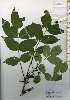  ( - TW026215)  @11 [ ] Copyright (2021) Unspecified Forestry and Forest Products Research Institute