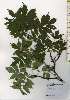  ( - TW026216)  @11 [ ] Copyright (2021) Unspecified Forestry and Forest Products Research Institute