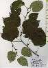  ( - TW026217)  @11 [ ] Copyright (2021) Unspecified Forestry and Forest Products Research Institute