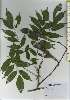  ( - TW026219)  @11 [ ] Copyright (2021) Unspecified Forestry and Forest Products Research Institute