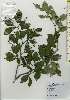  ( - TW026222)  @11 [ ] Copyright (2021) Unspecified Forestry and Forest Products Research Institute