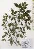  ( - TW026223)  @11 [ ] Copyright (2021) Unspecified Forestry and Forest Products Research Institute