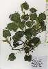  ( - TW026228)  @11 [ ] Copyright (2021) Unspecified Forestry and Forest Products Research Institute