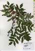 ( - TW026230)  @11 [ ] Copyright (2021) Unspecified Forestry and Forest Products Research Institute