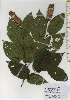  ( - TW026231)  @11 [ ] Copyright (2021) Unspecified Forestry and Forest Products Research Institute