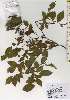  ( - TW026232)  @11 [ ] Copyright (2021) Unspecified Forestry and Forest Products Research Institute
