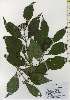  ( - TW026235)  @11 [ ] Copyright (2021) Unspecified Forestry and Forest Products Research Institute