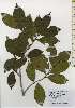  (Camellia japonica - TW026237)  @11 [ ] Copyright (2021) Unspecified Forestry and Forest Products Research Institute