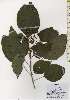  ( - TW026240)  @11 [ ] Copyright (2021) Unspecified Forestry and Forest Products Research Institute