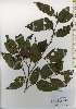  ( - TW026242)  @11 [ ] Copyright (2021) Unspecified Forestry and Forest Products Research Institute