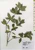  ( - TW026245)  @11 [ ] Copyright (2021) Unspecified Forestry and Forest Products Research Institute