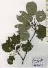  ( - TW026256)  @11 [ ] Copyright (2021) Unspecified Forestry and Forest Products Research Institute
