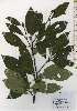 ( - TW026260)  @11 [ ] Copyright (2021) Unspecified Forestry and Forest Products Research Institute